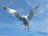 gull